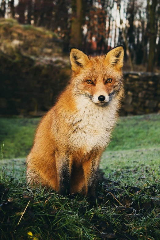 a small, red fox sits in the grass