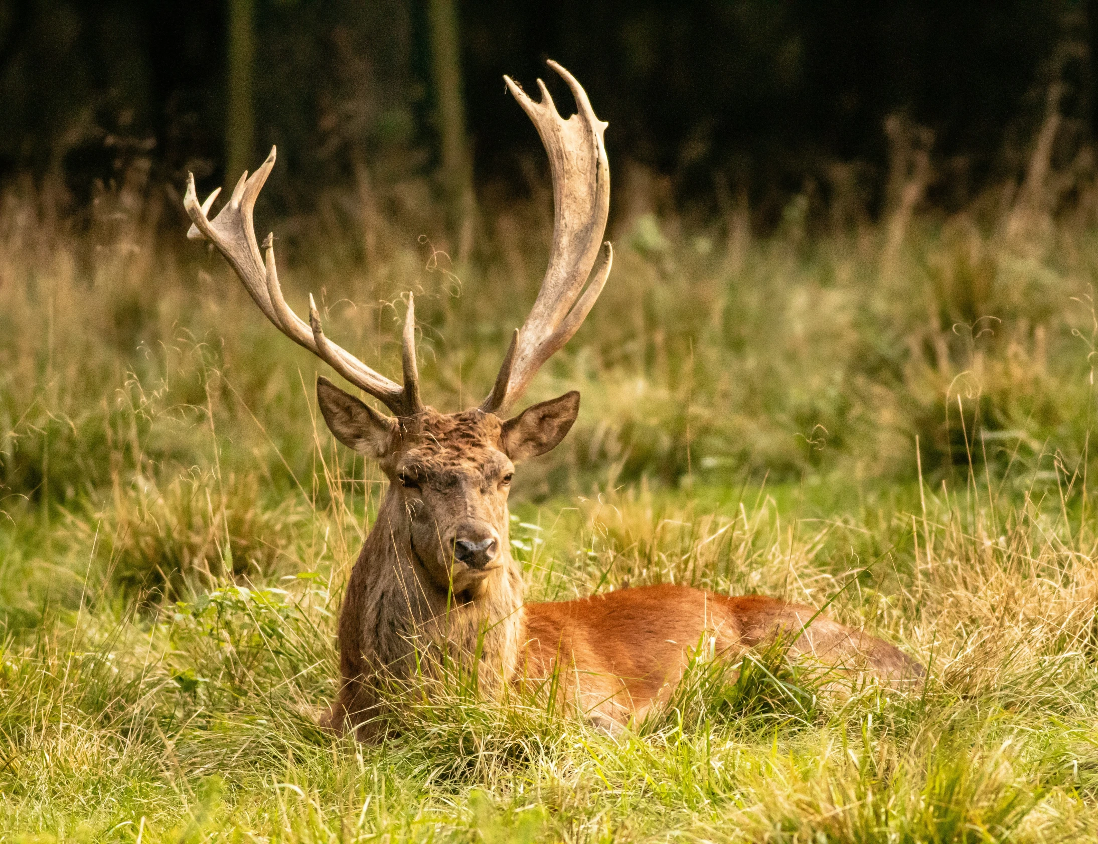 a deer sitting on top of a grass covered field