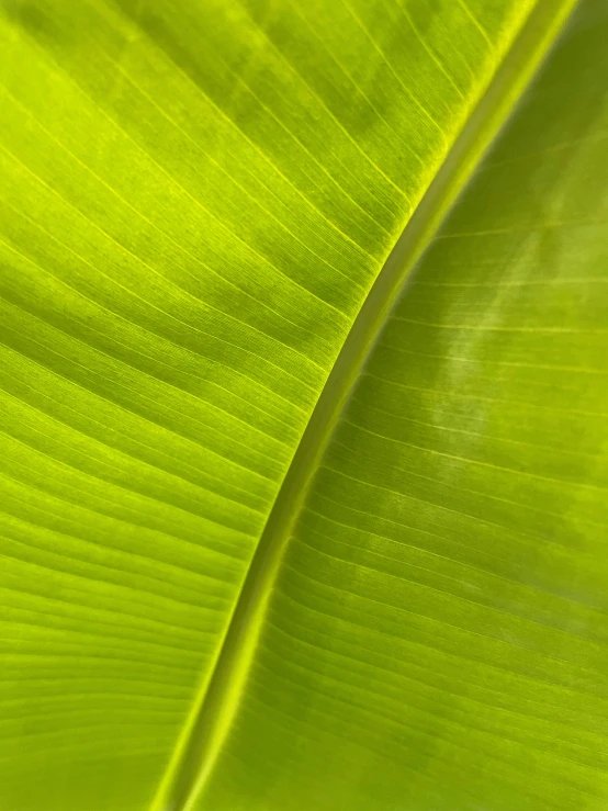 a green leaf with yellow tips on it