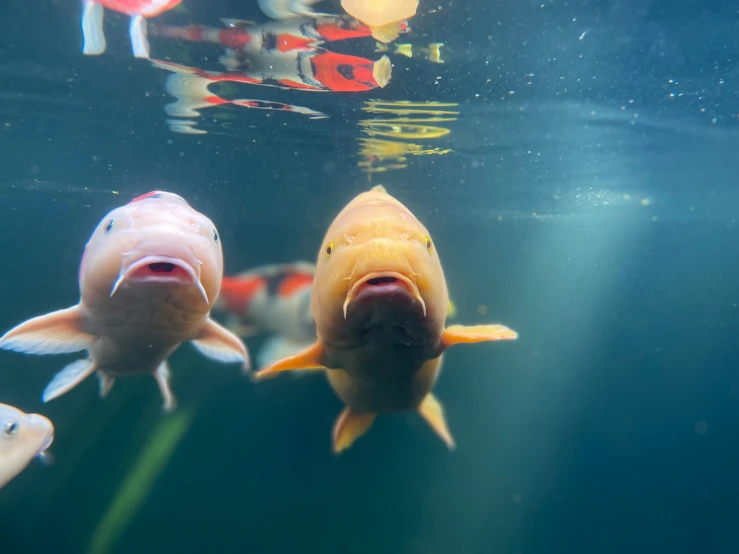 a group of fish swimming in an aquarium