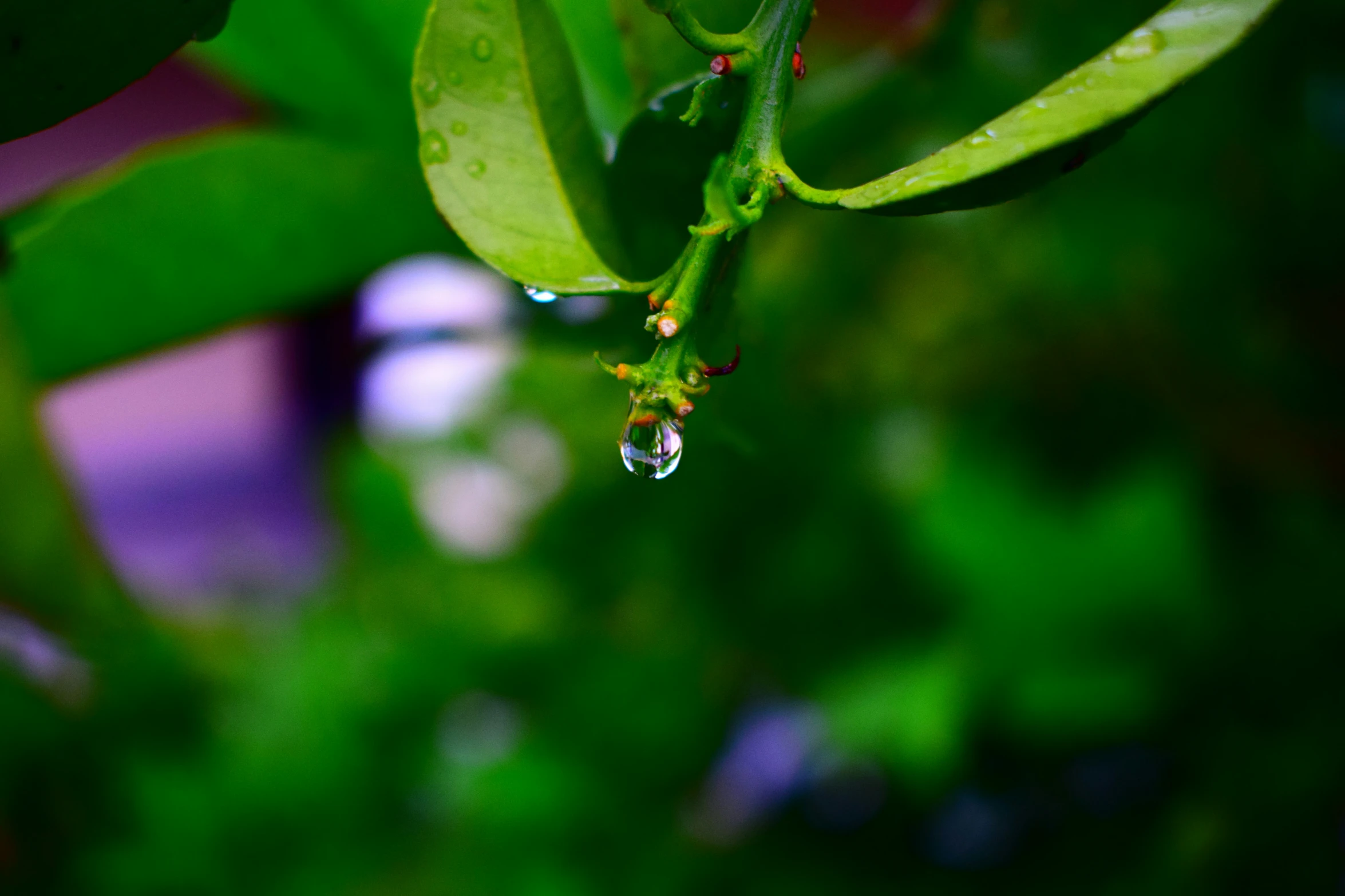 a close up of the leaves with water drops