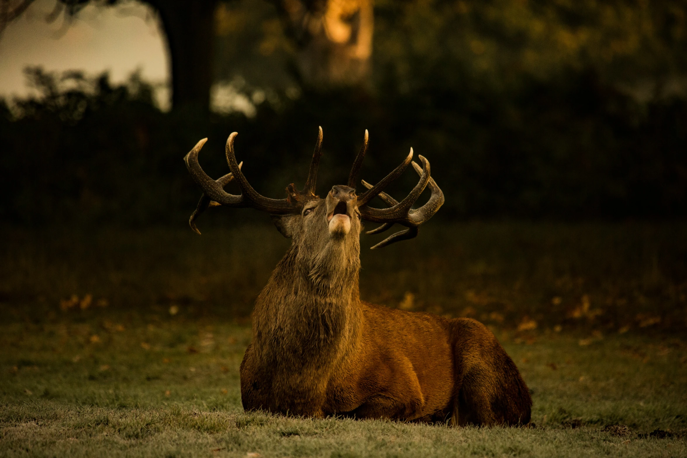 a elk laying in the middle of a green field