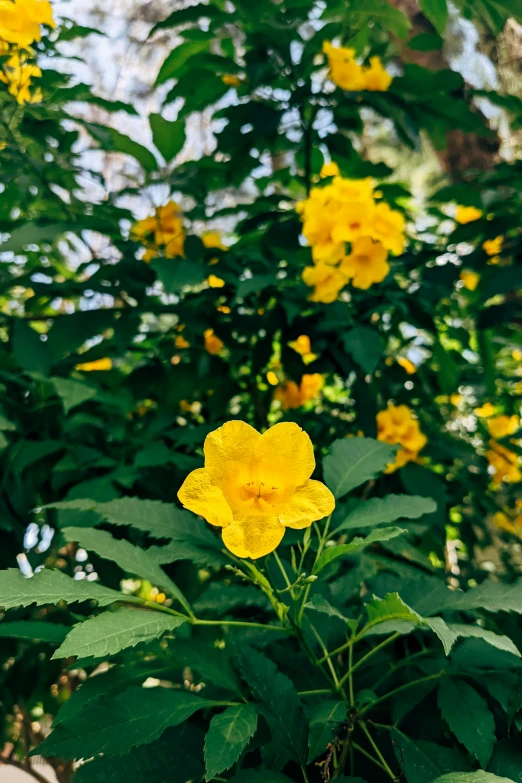 a bunch of yellow flowers are in a field