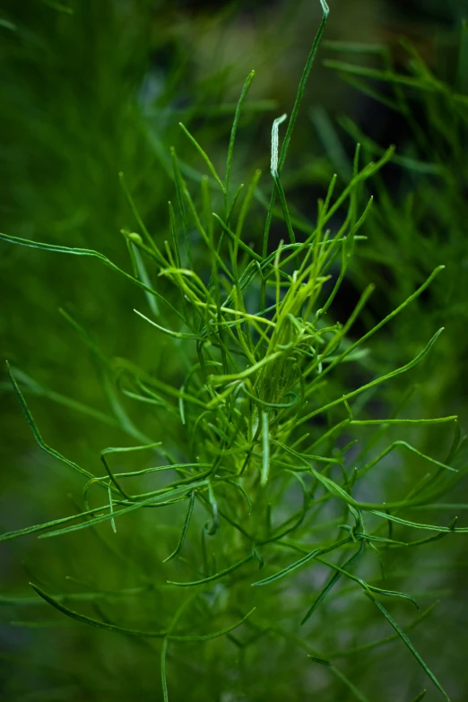 some very pretty green plants with long stems