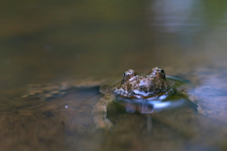 a frog is sitting in shallow water, waiting for food