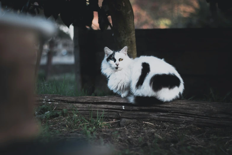 black and white cat laying on top of a wooden log