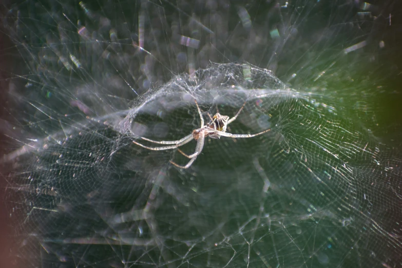 a spider in the center of its web surrounded by water droplets