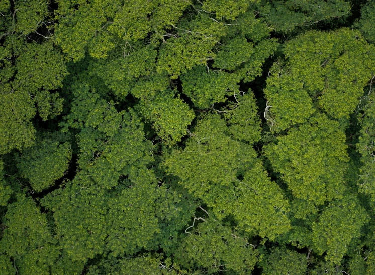 aerial view of trees with no leaves on them