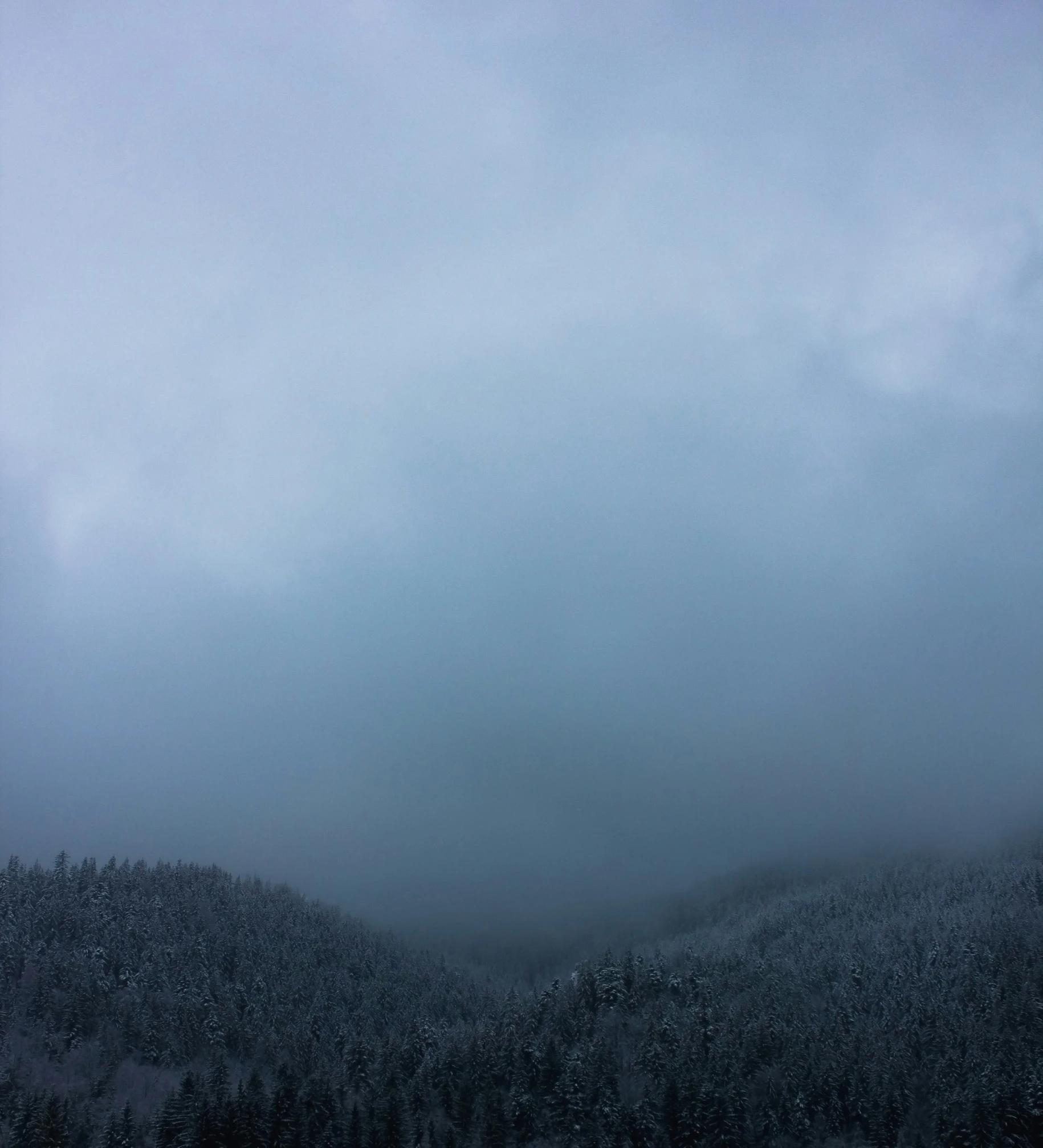 trees on the top of a snow covered hill