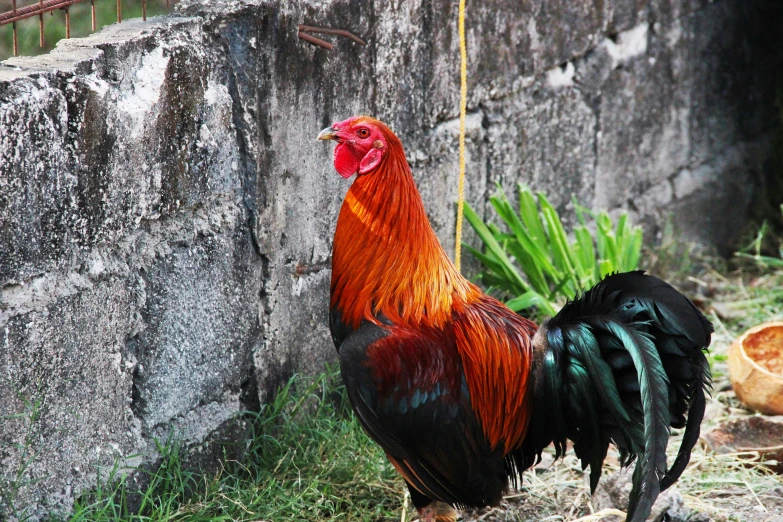 rooster standing near a cement wall and strawberries