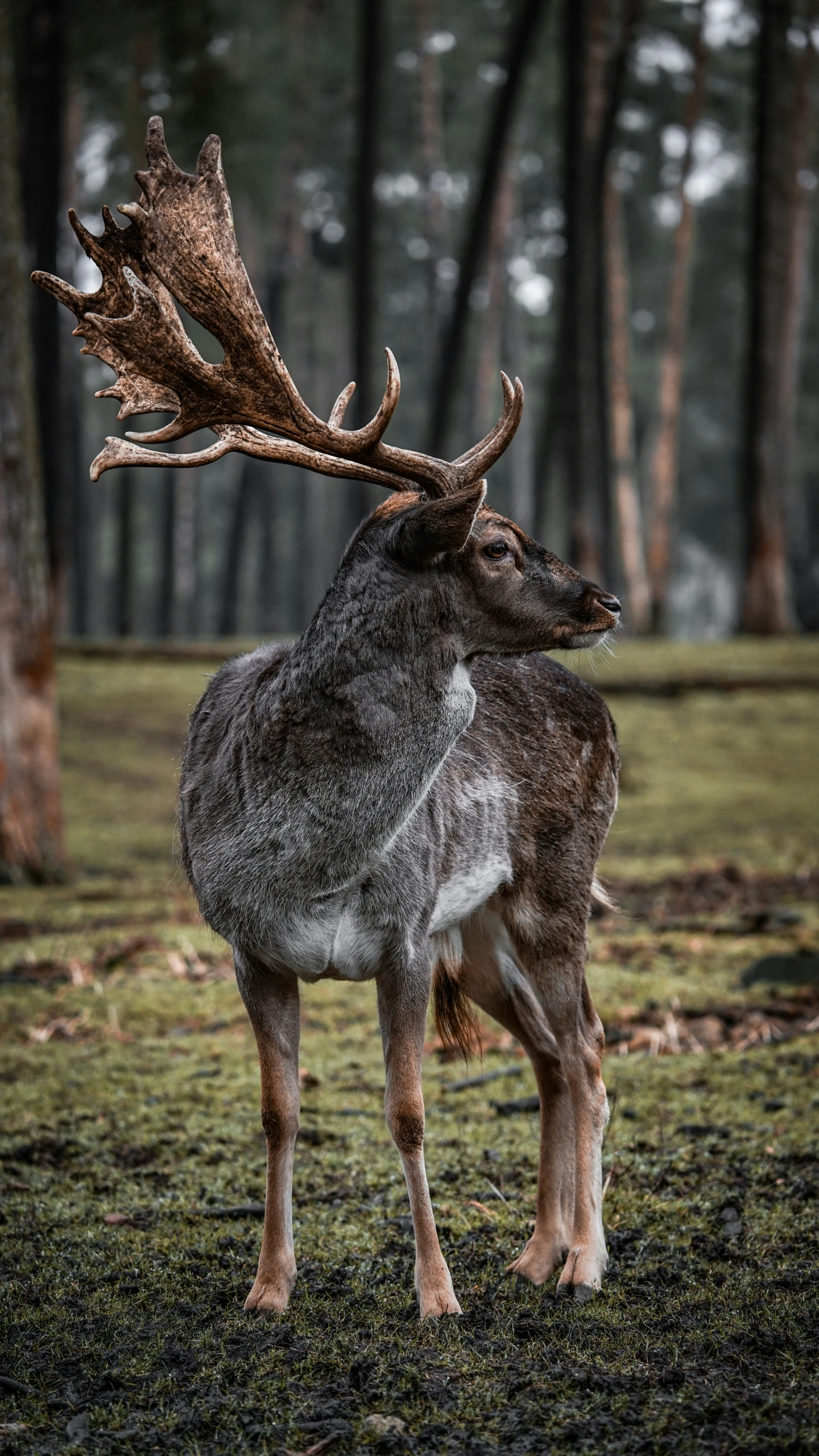 an adult deer with a huge, beautiful antlers standing in the woods