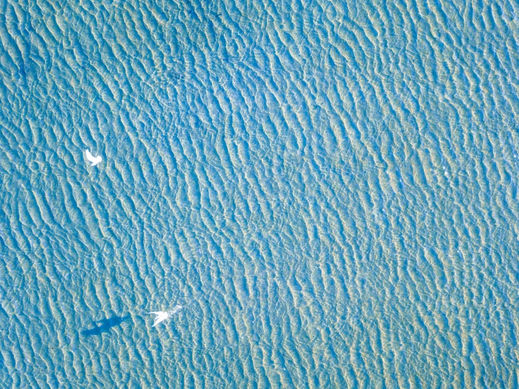 some birds flying in the air over a large body of water