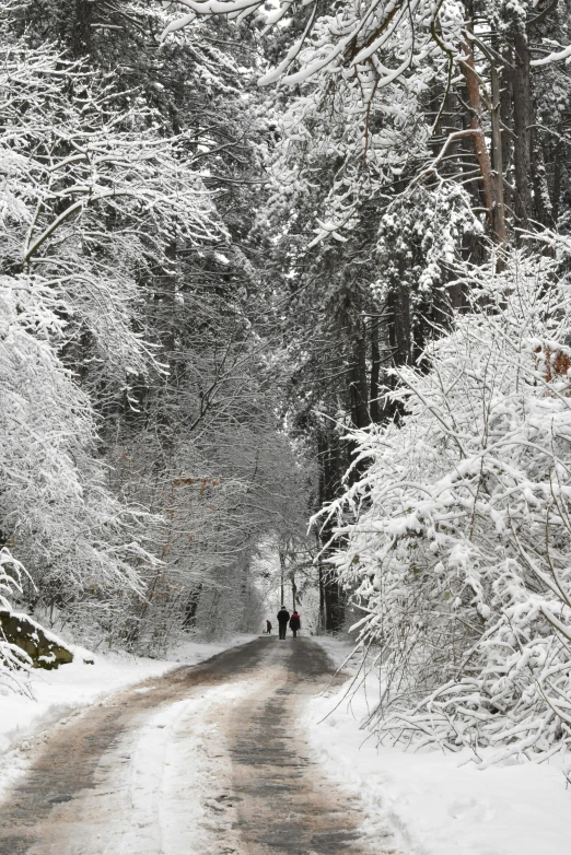 a road in the woods is covered in snow