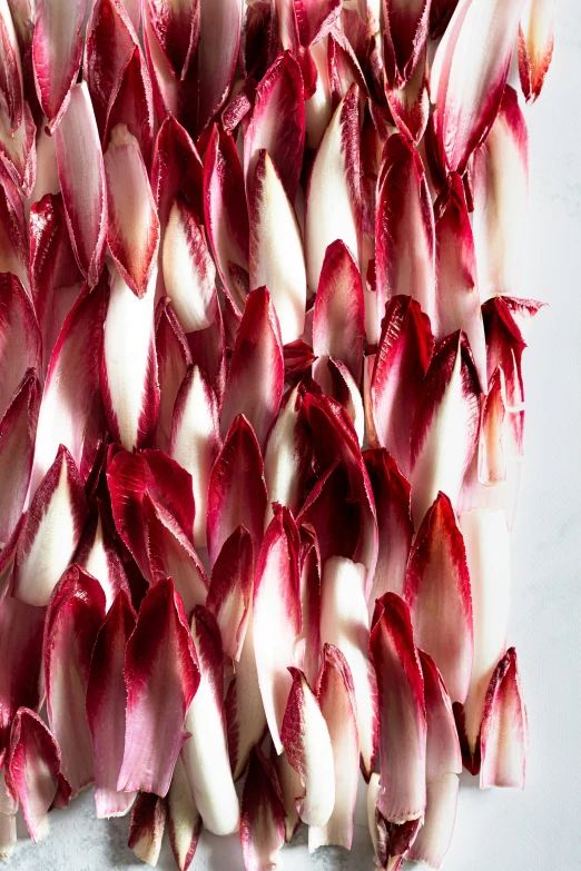 several red and white flowers that are laying down