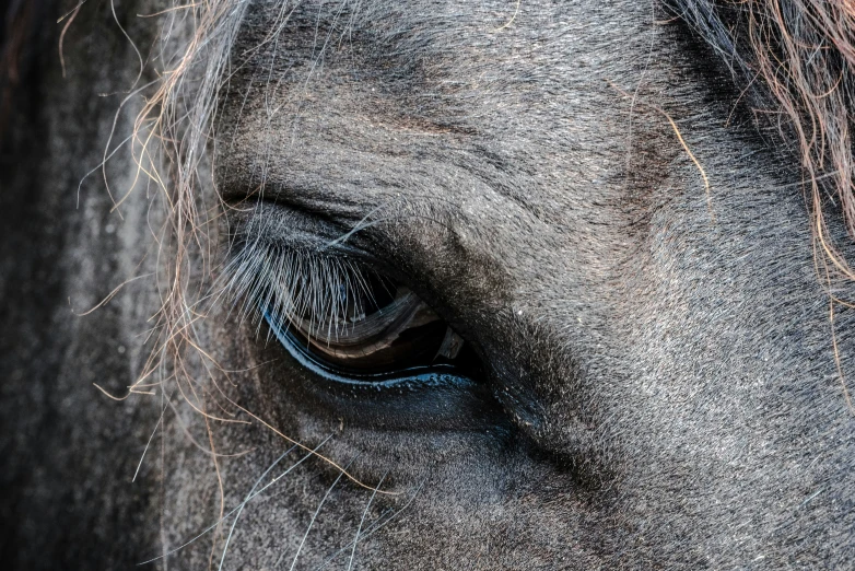 the eye of an elephant with very long eyelashes