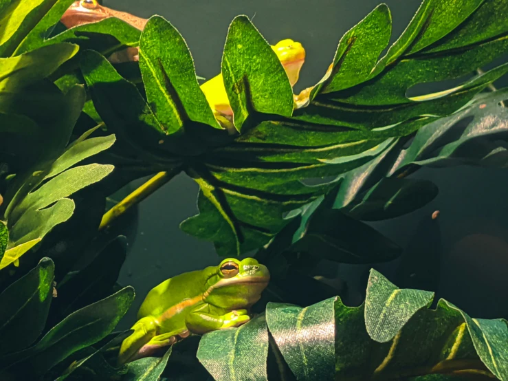 a frog sitting on top of a lush green plant