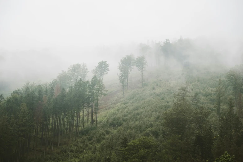 fog on the top of a mountain with many trees
