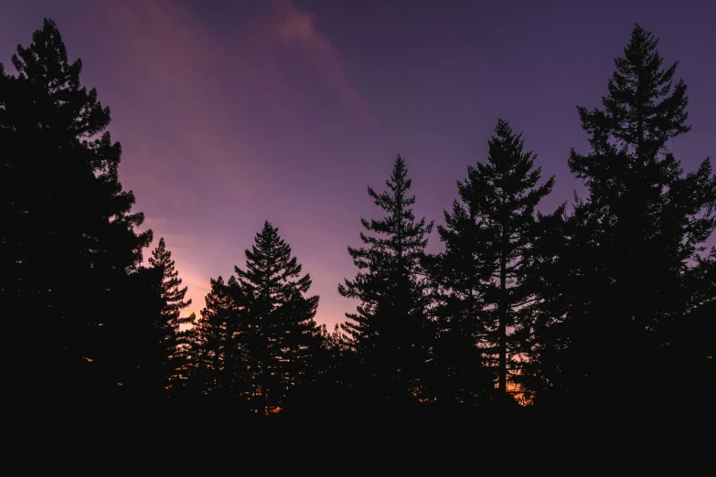a purple sunset reflects in the silhouette of tall trees