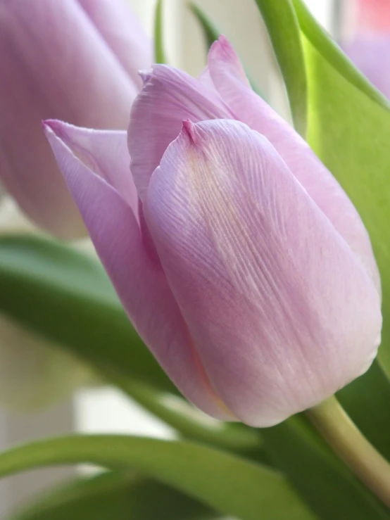 pink flowers in front of a window and a blurred wall