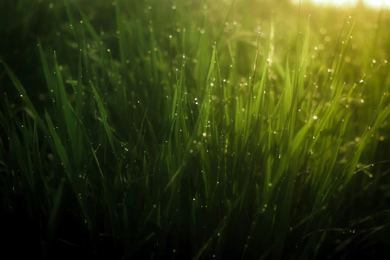 the grass is covered with dew in sunlight