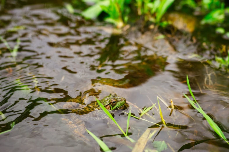 a frog sitting on top of a river with algae