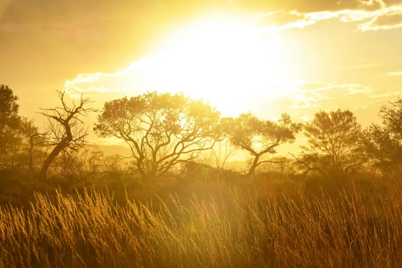 the sun peeks through a setting sky above a marsh