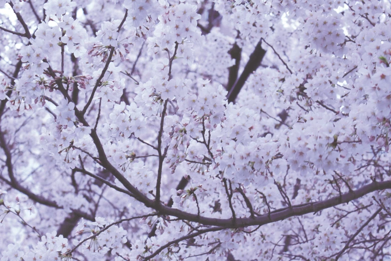 a tree is all flowering and its white flowers