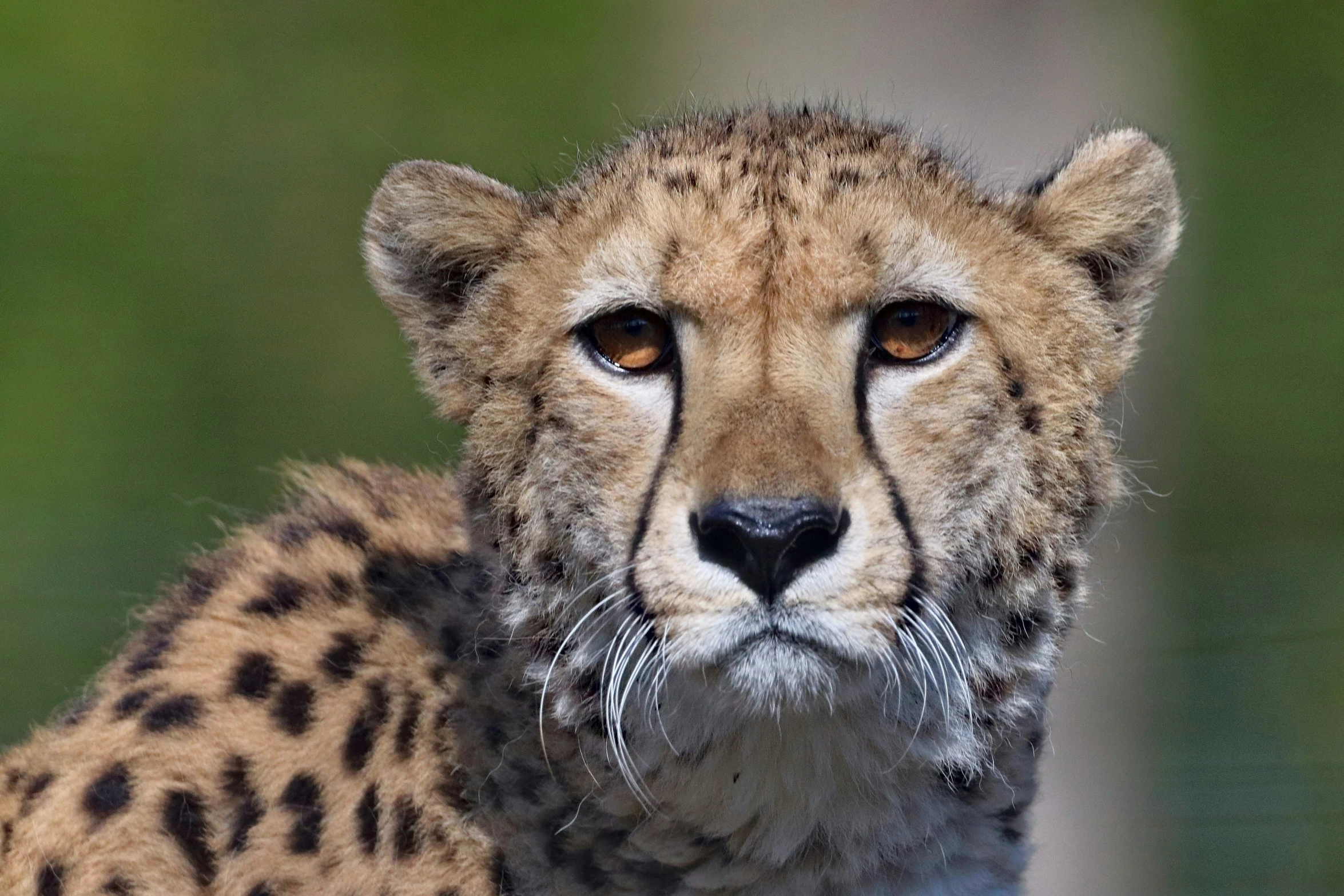 the head of a cheetah looks at the camera