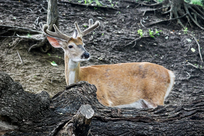 this small animal is staring at soing