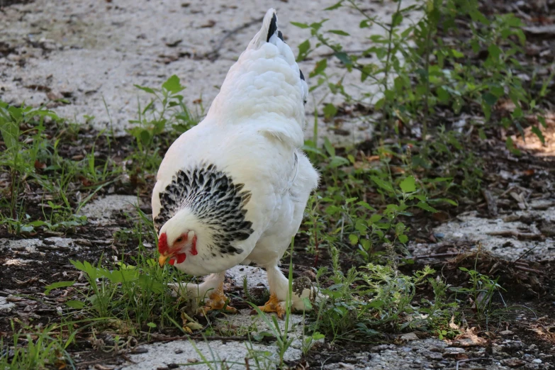 the hen is standing in the grass looking for food