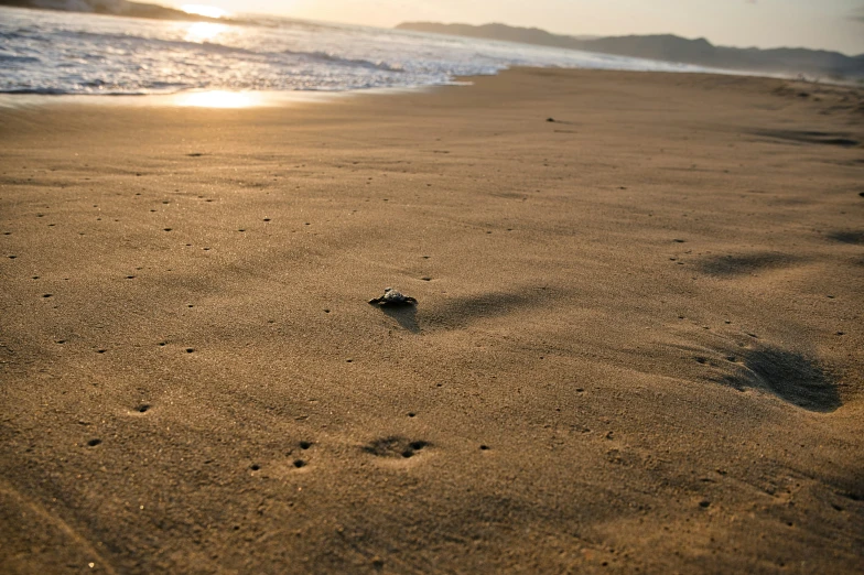 a small object on the sand of a beach