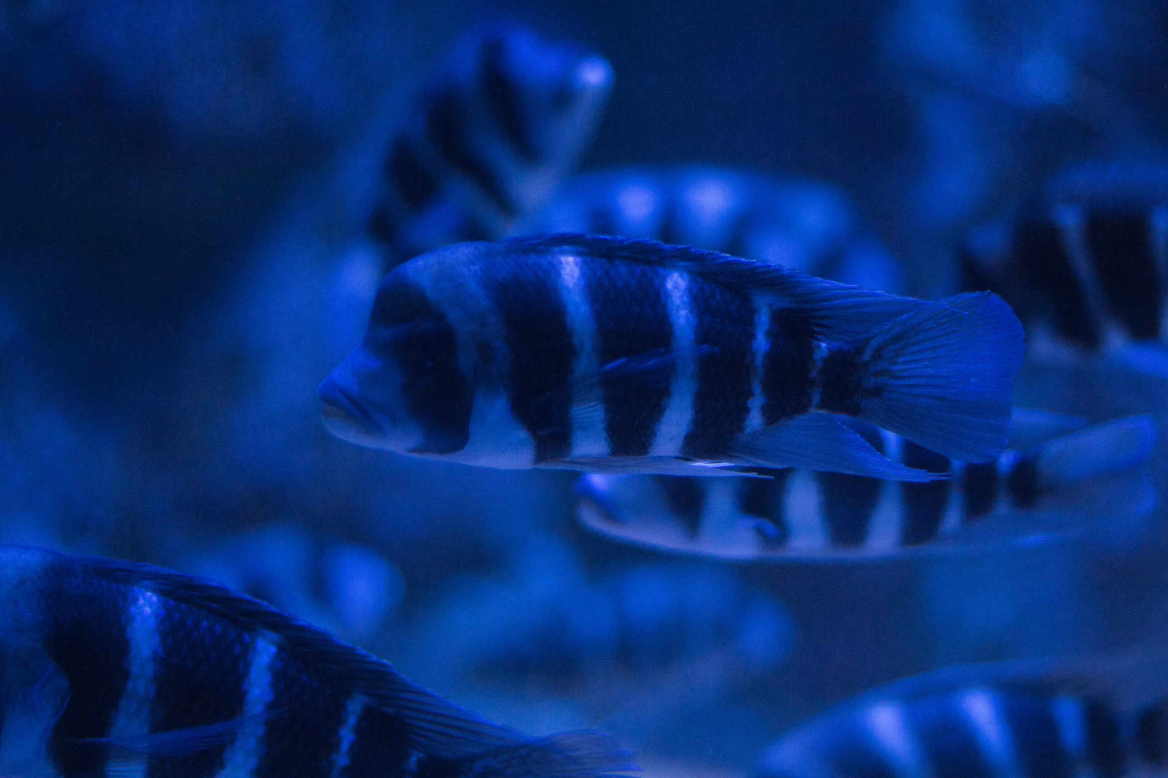 a group of small blue and white fish in a dark sea