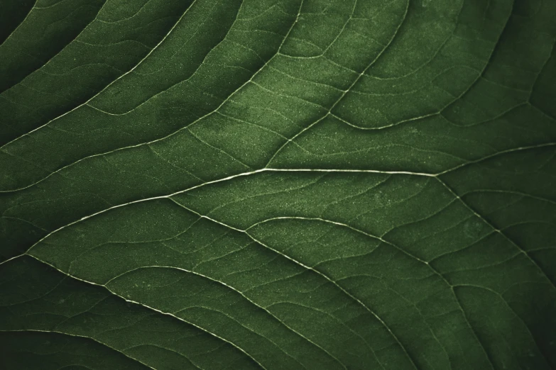 a close up image of a green leaf with its texture
