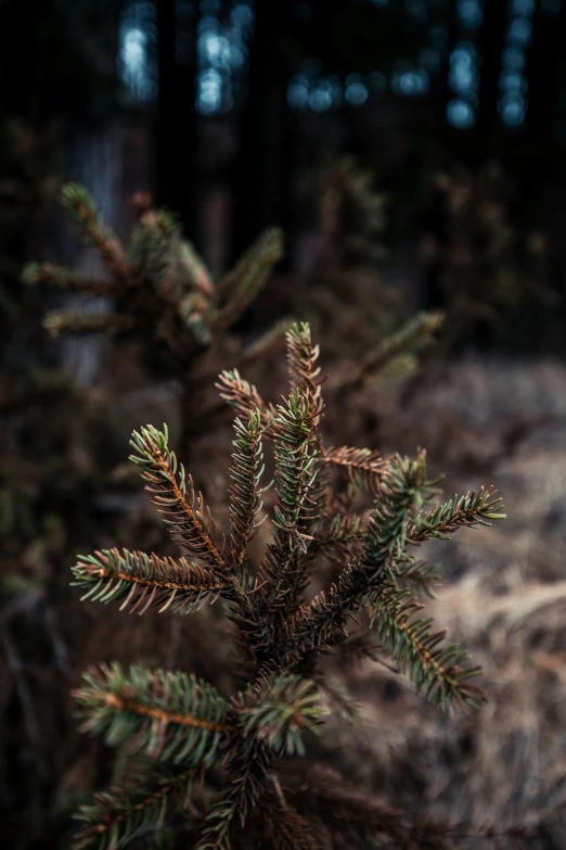 pine needles that have been turned to appear green