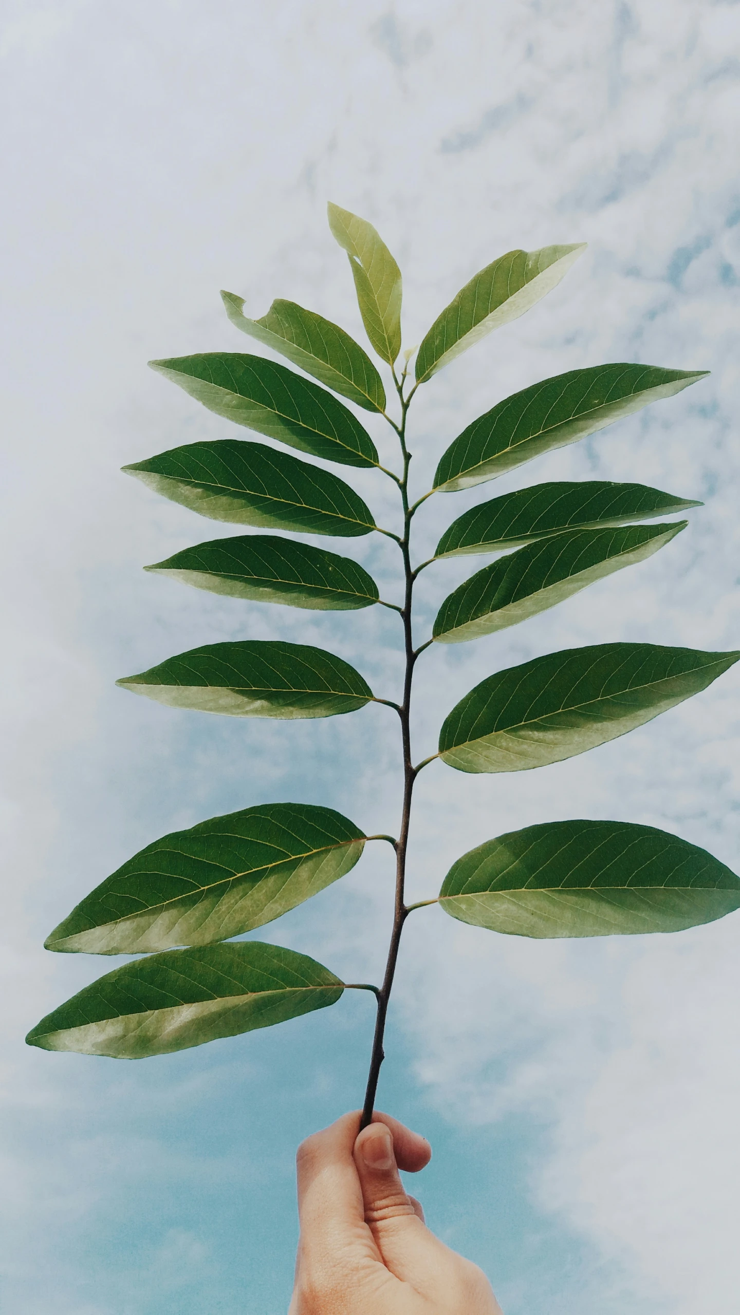 a hand is holding a leaf and reaching up for it