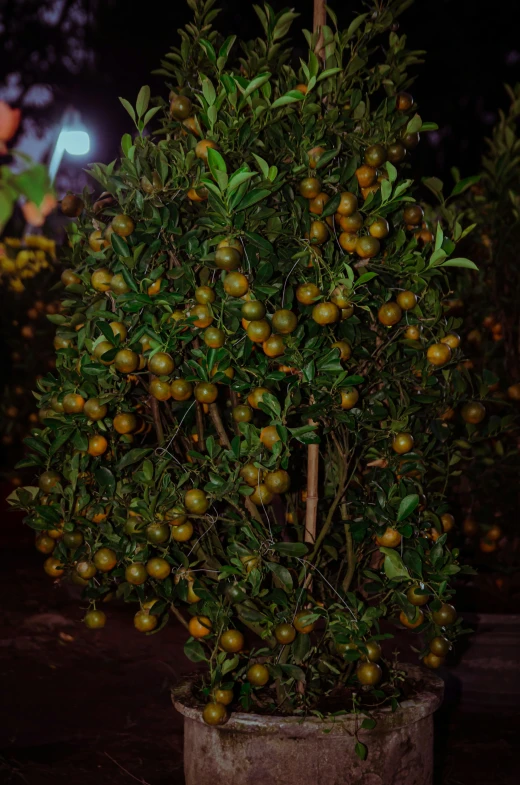 a potted plant with little oranges growing in it