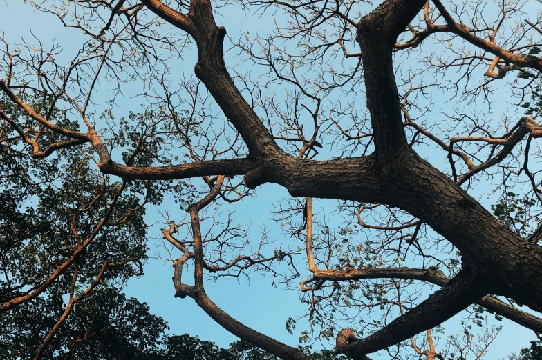 the nches of trees against a blue sky background