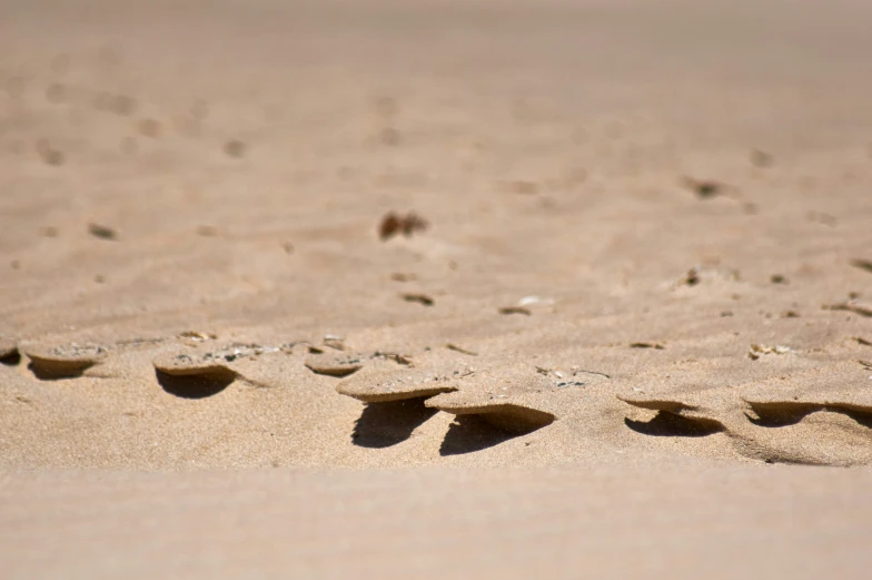 bird sitting on top of the sand in the sun