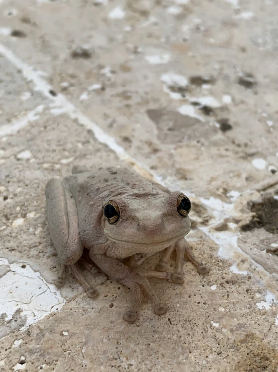 a little grey frog sitting on a sidewalk