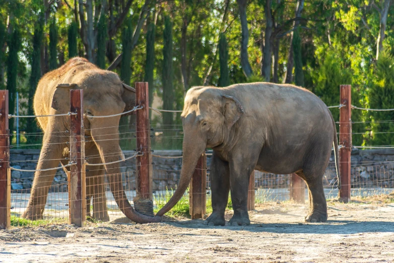 two large elephants standing in the dirt with trees in the background