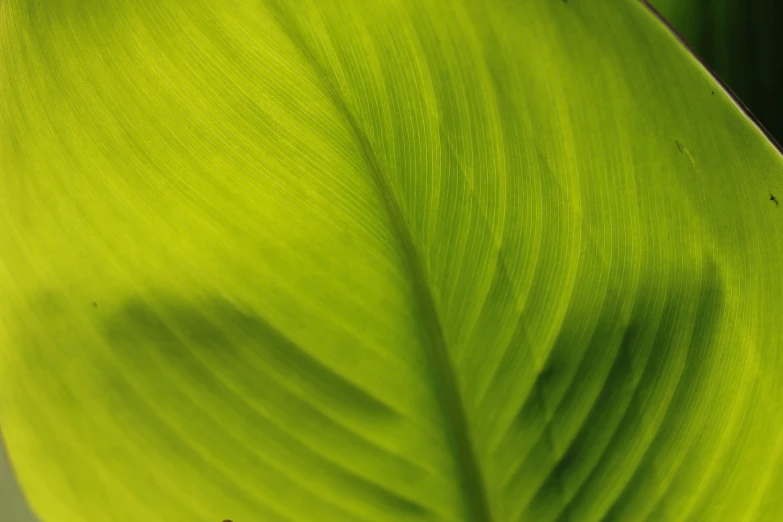 a close up po of the bright green leaves