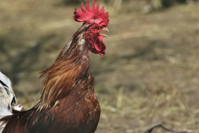 a white and black tiger stand next to a rooster