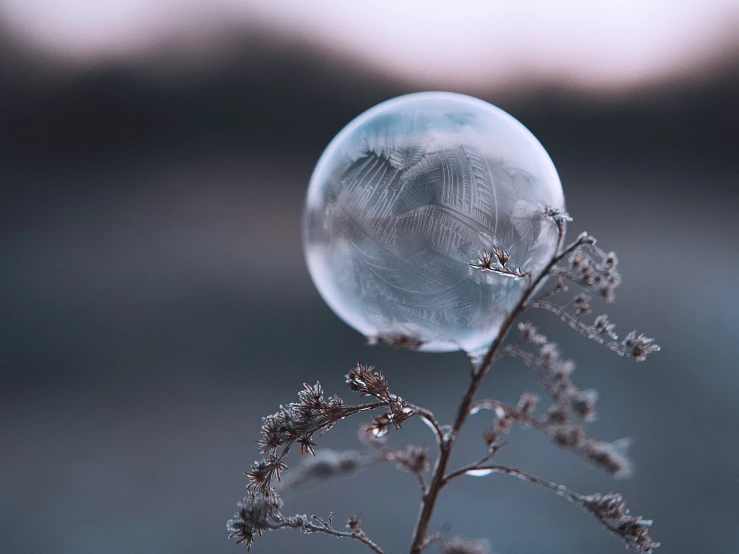 a frozen bubble sits on top of a plant