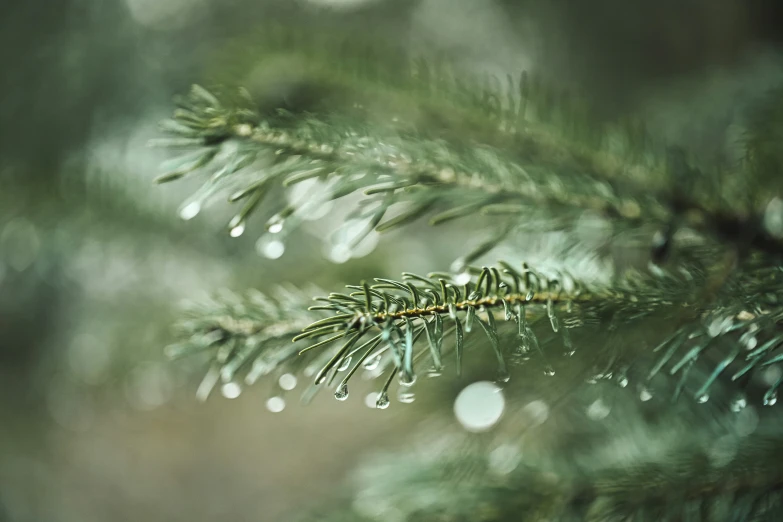 an evergreen nch in the rain as it sits outside