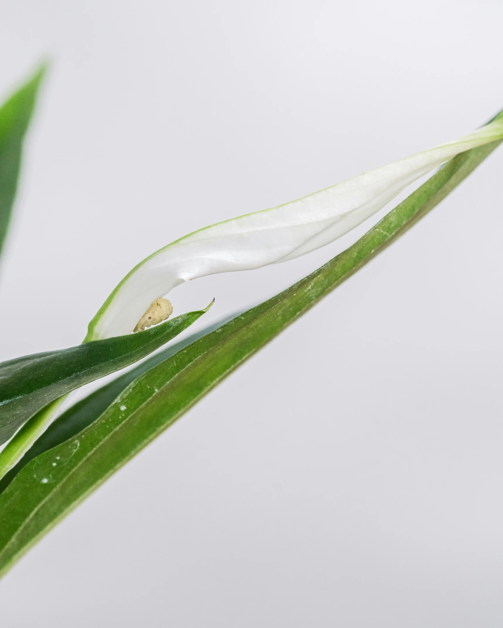 a plant in front of a grey background