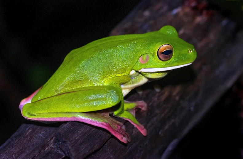 a green frog is sitting on a piece of wood