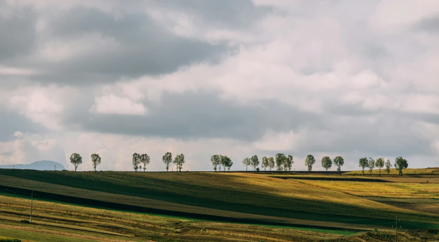 a row of trees that are on a field