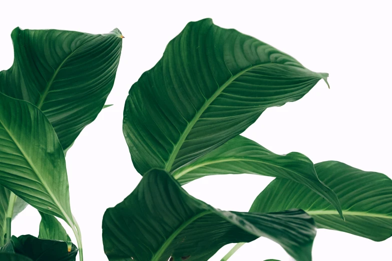 closeup of green leaves on white background