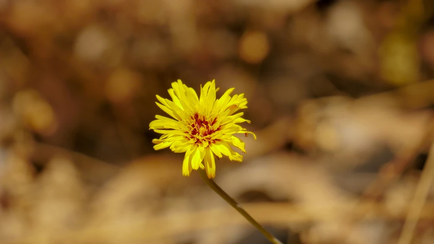 a single yellow flower with brown spots sits in the grass