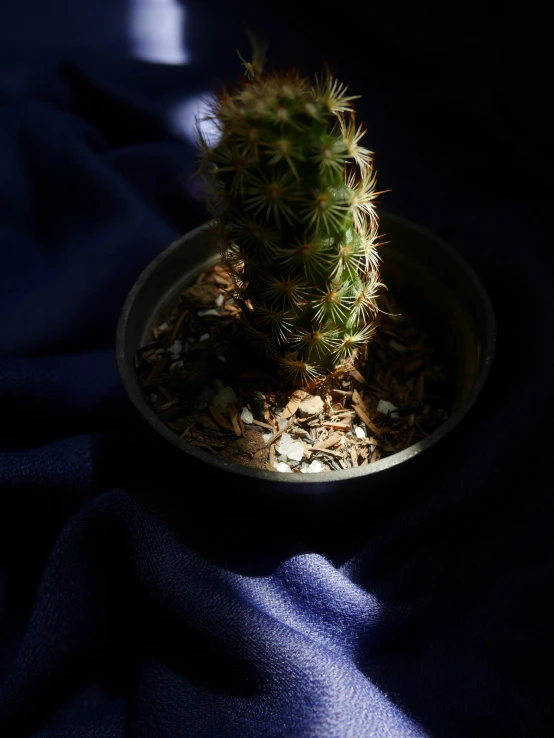 a cactus sits in a pot on top of a blue towel